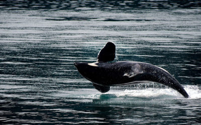 Marine Critters: Microscopic to Enormous