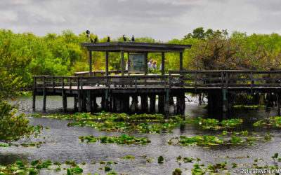Live from the Everglades